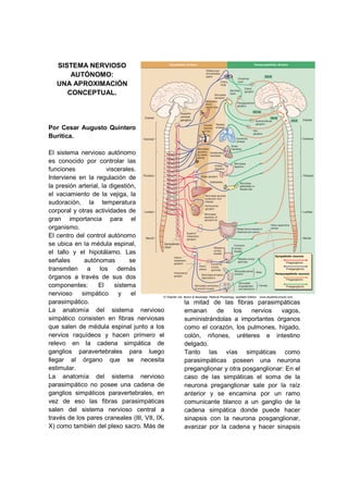 SISTEMA NERVIOSO
       AUTÓNOMO:
   UNA APROXIMACIÓN
      CONCEPTUAL.




Por Cesar Augusto Quintero
Buritica.

El sistema nervioso autónomo
es conocido por controlar las
funciones              viscerales.
Interviene en la regulación de
la presión arterial, la digestión,
el vaciamiento de la vejiga, la
sudoración, la temperatura
corporal y otras actividades de
gran importancia para el
organismo.
El centro del control autónomo
se ubica en la médula espinal,
el tallo y el hipotálamo. Las
señales      autónomas          se
transmiten a los demás
órganos a través de sus dos
componentes:       El     sistema
nervioso    simpático       y    el
parasimpático.                                 la mitad de las fibras parasimpáticas
La anatomía del sistema nervioso               emanan     de    los    nervios   vagos,
simpático consisten en fibras nerviosas        suministrándolas a importantes órganos
que salen de médula espinal junto a los        como el corazón, los pulmones, hígado,
nervios raquídeos y hacen primero el           colón, riñones, uréteres e intestino
relevo en la cadena simpática de               delgado.
ganglios paravertebrales para luego            Tanto las vías simpáticas como
llegar al órgano que se necesita               parasimpáticas poseen una neurona
estimular.                                     preganglionar y otra posganglionar: En el
La anatomía del sistema nervioso               caso de las simpáticas el soma de la
parasimpático no posee una cadena de           neurona preganglionar sale por la raíz
ganglios simpáticos paravertebrales, en        anterior y se encamina por un ramo
vez de eso las fibras parasimpáticas           comunicante blanco a un ganglio de la
salen del sistema nervioso central a           cadena simpática donde puede hacer
través de los pares craneales (III, VII, IX,   sinapsis con la neurona posganglionar,
X) como también del plexo sacro. Más de        avanzar por la cadena y hacer sinapsis
 