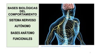 BASES BIOLÓGICAS
DEL
COMPORTAMIENTO
SISTEMA NERVIOSO
AUTÓNOMO
BASES ANÁTOMO
FUNCIONALES
1
https://mejorconsalud.as.com/wp-content/uploads/2017/11/Funciones-del-sistema-nervioso-aut%C3%B3nomo-1.jpg
 