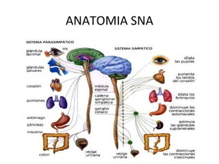 ANATOMIA SNA
 
