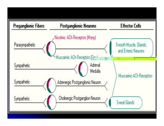 Sistema Nervioso Autonomo