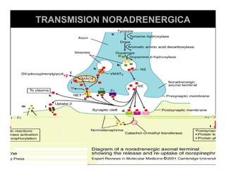 Sistema Nervioso Autonomo