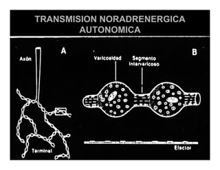 Sistema Nervioso Autonomo