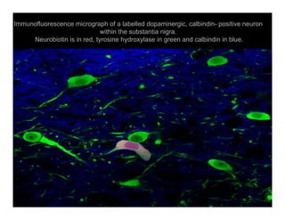 Sistema Nervioso Autonomo