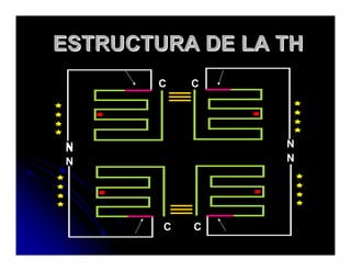 Sistema Nervioso Autonomo
