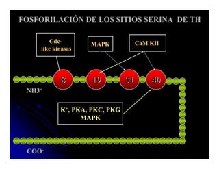 Sistema Nervioso Autonomo