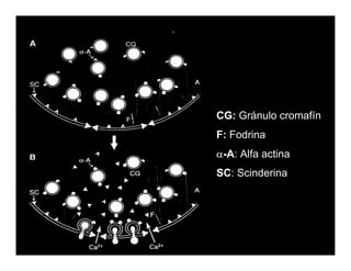 Sistema Nervioso Autonomo