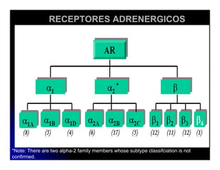 Sistema Nervioso Autonomo