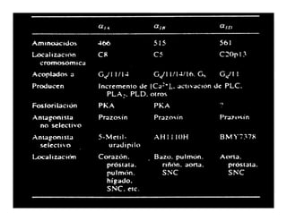 Sistema Nervioso Autonomo