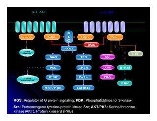 Sistema Nervioso Autonomo