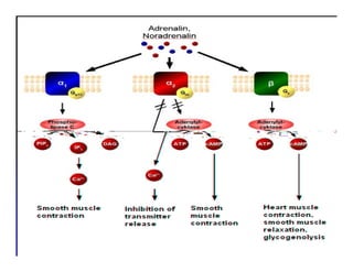 Sistema Nervioso Autonomo