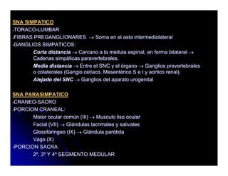 Sistema Nervioso Autonomo