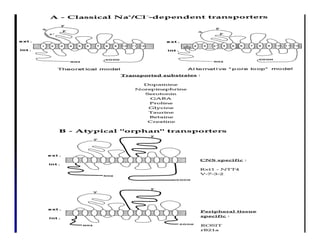 Sistema Nervioso Autonomo