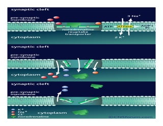 Sistema Nervioso Autonomo