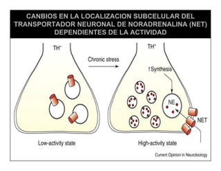 Sistema Nervioso Autonomo
