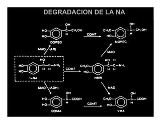 Sistema Nervioso Autonomo