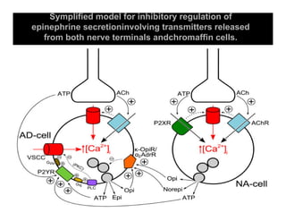 Sistema Nervioso Autonomo