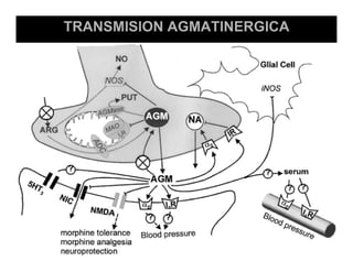 Sistema Nervioso Autonomo