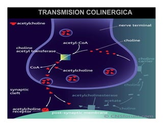 Sistema Nervioso Autonomo