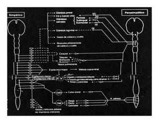 Sistema Nervioso Autonomo