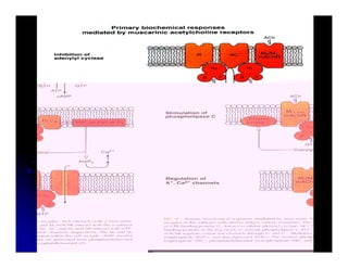 Sistema Nervioso Autonomo