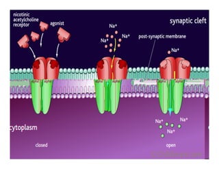 Sistema Nervioso Autonomo