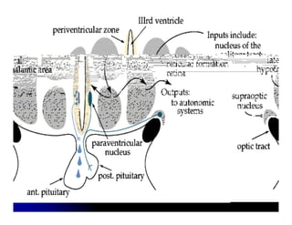 Sistema Nervioso Autonomo