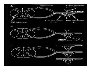 Sistema Nervioso Autonomo