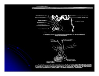 Sistema Nervioso Autonomo