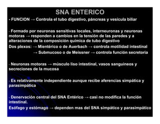 Sistema Nervioso Autonomo