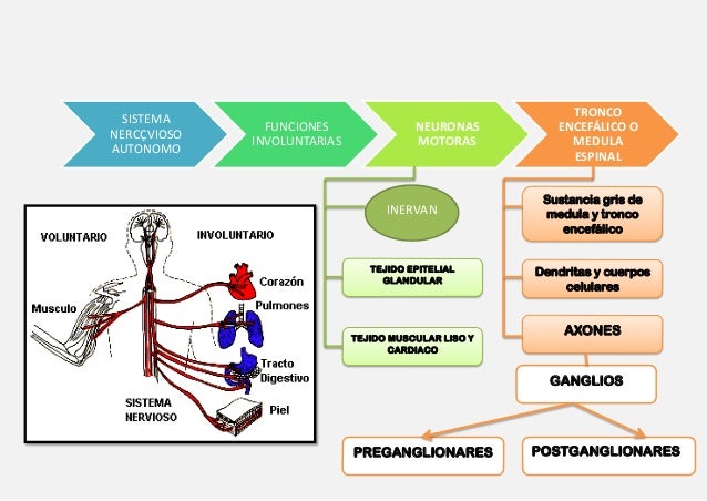Resultado de imagen para mapa conceptual del sistema nervioso autonomo