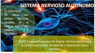  Es involuntario
 Se activa por
centros nerviosos
situados en la
medula espinal,tallo
cerebral e
hipotálamo.
 El S.N.A transmite impulsos del sistema nervioso central hasta
la periferia estimulando los sistemas y órganos del cuerpo
humano.
 