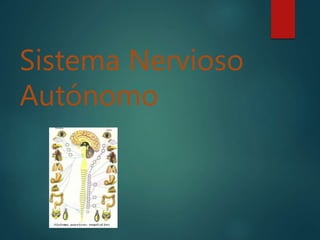 Sistema Nervioso
Autónomo
 