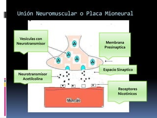 Unión Neuromuscular o Placa Mioneural
Vesículas con
Neurotransmisor Membrana
Presinaptica
Espacio Sinaptico
Neurotransmisor
Acetilcolina
Receptores
Nicotinicos
 