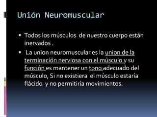 Unión Neuromuscular
 Todos los músculos de nuestro cuerpo están
inervados .
 La union neuromuscular es la union de la
terminación nerviosa con el músculo y su
función es mantener un tono adecuado del
músculo, Si no existiera el músculo estaría
flácido y no permitiría movimientos.
 