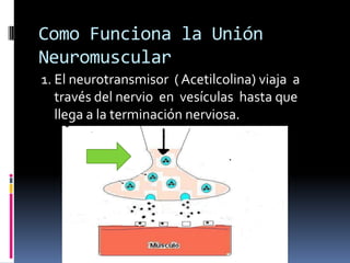 Como Funciona la Unión
Neuromuscular
1. El neurotransmisor ( Acetilcolina) viaja a
través del nervio en vesículas hasta que
llega a la terminación nerviosa.
 