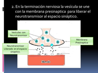 2. En la terminación nerviosa la vesícula se une
con la membrana presinaptica para liberar el
neurotransmisor al espacio sináptico.
Vesículas con
Neurotransmisor
Membrana
Presinaptica
Neurotransmisor
Liberado en el espacio
sinaptico.
 