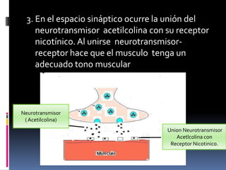 3. En el espacio sináptico ocurre la unión del
neurotransmisor acetilcolina con su receptor
nicotínico. Al unirse neurotransmisor-
receptor hace que el musculo tenga un
adecuado tono muscular
Neurotransmisor
(Acetilcolina)
Union Neurotransmisor
Acetlcolina con
Receptor Nicotinico.
 