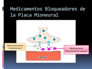 Medicamentos Bloqueadores de
la Placa Mioneural
Medicamento
Bloqueando al receptor
Neurotransmisor
(Acetilcolina )
 
