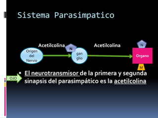 Sistema Parasimpatico
Acetilcolina Acetilcolina
 El neurotransmisor de la primera y segunda
sinapsis del parasimpático es la acetilcolina
Origen
del
Nervio
gan
glio
Organo
N
M
N
OJO
 