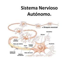 Sistema Nervioso
Autónomo.
 
