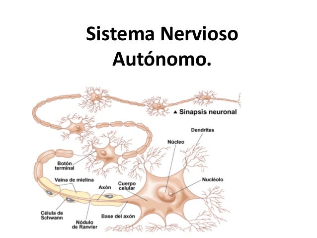 Sistema nervioso autonomo basico