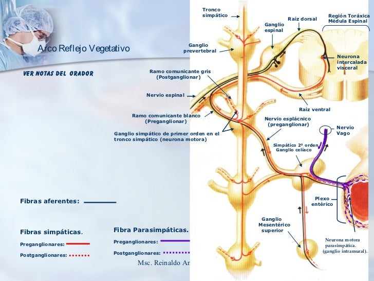 cadena ganglionar simpatica cervical sistema nervioso autonomo roque 2 cadena ganglionar simpatica cervical sistema nervioso autonomo roque 2