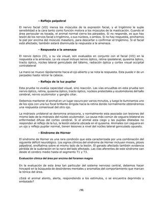 - Reflejo palpebral
El nervio facial (VII) inerva los músculos de la expresión facial, y el trigémino le suple
sensibilidad a la cara tanto como función motora a los músculos de la masticación. Cuando el
área periocular es tocada, el animal normal cierra los párpados. Si no responde, es que hay
lesión de los nervios facial o trigémino, o sus núcleos, o ambos. Si no hay respuesta, pinchamos
la piel por encima del músculo masetero, para descartar o confirmar el trigémino. Si el facial
está afectado, también estará disminuida la respuesta a la amenaza.
- Respuesta a la amenaza
El nervio óptico (II), y su vía visual, son evaluados en conjunto con el facial (VII) en la
respuesta a la amenaza. La vía visual incluye nervio óptico, retina ipsolateral, quiasma óptico,
tracto óptico, núcleo lateral geniculado del tálamo, radiación óptica y cortex visual occipital
contralateral
La mano se mueve rápidamente hacia el ojo abierto y se nota la respuesta. Esta puede ir de un
parpadeo hasta retirar la cabeza.
- Reflejo de la luz pupilar
Esta prueba no evalúa capacidad visual, sino reacción. Las vías envueltas en esta prueba son
nervio óptico, retina, quiasma óptico, tracto óptico, núcleos pretectales y oculomotores del tallo
cerebral, nervio oculomotor y ganglio ciliar.
Debemos mantener el animal en un lugar oscuro por varios minutos, y luego le iluminamos uno
de los ojos con una luz focal brillante dirigida hacia la retina donde normalmente obtendremos
una respuesta consensual del otro ojo.
La midriasis unilateral se denomina anisocoria, y normalmente esta asociada con lesiones del
mismo lado de la midriasis del núcleo oculomotor. La causa más común de ceguera bilateral es
enfermedad difusa del cortex cerebral. Si el animal esta ciego y las pupilas dilatadas no
responden al reflejo de la luz, la lesión estaría ubicada en el quiasma. Animales con ceguera en
un ojo y reflejo pupilar normal, tienen lesiones a nivel del núcleo lateral geniculado opuesto.
- Síndrome de Horner
El síndrome de Horner es una rara condición que esta caracterizada por una combinación del
siguiente déficit neurológico. Los signos clínicos del síndrome de Horner incluyen miosis, ptosis
palpebral, enoftalmia sobre el mismo lado de la lesión. El ganado afectado también evidencia
pérdida de la sudoración en la nariz del lado afectado. Las vías aferentes de este síndrome van
desde el cerebro medio hasta el segmento T1 y T3.
Evaluación clínica del área por encima del foramen magno
En la evaluación de esta área tan particular del sistema nervioso central, debemos hacer
hincapié en la búsqueda de desórdenes mentales y anomalías del comportamiento que marcan
la tónica del área.
¿Está el animal atento, alerta, respondiendo a los estímulos, o se encuentra deprimido y
embotado?
(18)
 