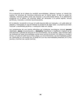 adulto.
Si la evaluación de la cabeza ha revelado anormalidades, debemos realizar un intento por
explicar los síntomas de miembros anteriores por la misma lesión. Si esto no puede ser
realizado, entonces pueden existir dos lesiones o una enfermedad difusa. Si no detectamos
problemas en la cabeza, los síntomas deben ser atribuidos a la cuerda espinal, nervios
periféricos, músculos, o uniones neuromusculares.
En la estación, la posición en la que el cuello bascula debe ser evaluada, y el cuello debe ser
palpado y manipulado en aras de detectar la existencia de algún dolor. La presencia de dolor
muscular y sensibilidad periférica o sudoración debe ser notada.
Los componentes de una marcha dificultosa por problemas neurológicos incluyen paresia
(debilidad), ataxia (incoordinación), y dismetría (hiperflexión o hipoflexión [rigidez] de las
articulaciones o pérdida de dirección en los movimientos). De ser posible, cada miembro debe
ser evaluado por estas anormalidades viendo como camina el animal, si lo realiza en círculos o
torneo, si mueve el cuello hacia arriba y abajo, o si corre libremente. Las anormalidades pueden
ser clasificadas en una escala que va desde el 0 (no hay anormalidades presentes) al 4 (muy
severas, el animal cae cuando camina).
(20)
 
