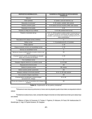 RESPUESTAS ANORMALES EN ... SUGIEREN ALTERACIONES DE ESTOS NERVIOS
CRANEALES
Olfacción I
Visión (pérdida) II, Cerebro, (zona de inserción), ojo
Respuesta a la amenaza
3
II, VII, cerebro, cerebelo, tallo cerebral
Simetría y tamaño pupilar II, III, sistema nervioso simpático (SNS), tallo cerebral
Respuesta a la luz pupilar II, III
Pestañeo al reflejo de la luz brillante II, VII, tallo cerebral entre los dos
Posición y movimiento del ojo III, IV, VI, VIII (los globos oculares pueden moverse fuera de
su posición normal con movimientos de cabeza si VIII está
envuelto, y permanecen en su posición anormal si III, IV y VI
están comprendidos)
Musculatura de la cabeza normal y simétrica V
Reflejo corneal V, VI (probablemente III, y IV también)
Reflejo palpebral V, VII
Orejas en posición normal y con sensibilidad normal V, VII
Narinas con sensibilidad normal V
Narinas se mueven simétricamente y la nariz o morro no se
desvía
VII
El animal "sonríe" cuando una hemostática es colocada
dentro de la comisura de los labios
V, VII
Tono mandibular normal V
Parpados colgando abiertos en su posición normal III, VII, SNS
Respuesta del animal al sonido VIII
Cabeza en posición normal VIII, cerebro
Globos aculares penden suavemente VIII
Nistagmo vestibular normal esta presente
4
III, IV, VI, VIII, tallo cerebral
No se presenta nistagmo espontáneo VIII
El animal saliva normalmente y mueve la lengua
apropiadamente, disfagia
IX, X, XII
El tono de la lengua es normal, la musculatura de la lengua es
simétrica
XII
Tabla 9.- Exploración de los pares craneanos5
3Si llevamos la mano hacia el ojo del animal, el mismo cierra los párpados (puede incluso haber una respuesta de retirar la
cabeza)
4Si doblamos la cabeza hacia un lado, se desarrolla nistagmo horizontal con la fase rápida hacia el lado que la cabeza haya
sido doblada
5 I- Oftálmico, II- Óptico, III- Oculomotor, IV- Troclear, V- Trigémino, VI- Abducens, VII- Facial, VIII- Vestibulococlear, IX -
Glosofaríngeo, X- Vago, XI- Espinal Accesorio, XII- Hipogloso
(21)
 