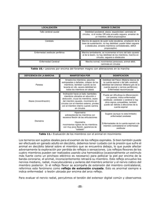 LOCALIZACIÓN SIGNOS CLÍNICOS
Tallo cerebral caudal Debilidad ipsolateral, ataxia, espasticidad, caminata en
círculos, si el núcleo VIII esta envuelto ceguera, arrastrar de
un miembro, déficit propioceptivo
Cerebelo Marcha de aspecto de quien sube escaleras, ampliación de la
base de sustentación, no hay debilidad, puede haber ceguera
a obstáculos, arrastra miembros contralaterales, déficit
propioceptivo
Enfermedad vestibular periférica Marcha tambaleante, se incrementan el tono del lado opuesto
al de la lesión, no hay debilidad de los miembros, marcha en
círculos, ceguera a obstáculos
Enfermedad Cerebral Marcha normal, movimientos perezosos, animal débil,
caminata en círculos
Tabla 10.- Lesiones por encima del foramen magno con alteraciones en la marcha
DEFICIENCIA EN LA MARCHA MANIFESTADA POR SIGNIFICACION
Paresia
Arrastra los miembros, pezuñas
estropeadas o dañadas, colapso de los
miembros, tiemblan cuando se los
levanta en vilo, severa debilidad en
todos los miembros sin ataxia
Debilidad del Flexor (Materia blanca de
la cuerda espinal o del tallo cerebral);
debilidad del extensor (Materia gris de la
cuerda espinal o nervios periféricos);
Enfermedad neuromuscular
Ataxia (incoordinación)
Inclinación hacia un lado, bamboleo,
miembros ubicados en aducción o
abducción, cruza los miembros, arpeo
del miembro opuesto, movimiento en
círculos con el miembro externo, pivoteo
con el miembro interno cuando camina
en círculos
Puede ser dificultosa la diferenciación
con paresia; indica enfermedad
vestibular, cerebelar o cerebral si hay
otros signos compatibles, también
puede ser debida a afecciones de la
cuerda espinal
Dismetría
Hipermetría
sobreextiende los miembros con
excesiva flexión de las articulaciones
Hipometría
movimientos rígidos de los miembros
con muy poca flexión, apariencia de
"soldado"
Sugiere (aunque no esta limitado)
enfermedad cerebelar
Enfermedades de la cuerda espinal o de
miembro contralateral en enfermedad
vestibular
Tabla 11.- Evaluación de los miembros con el animal en movimiento
Los terneros son sujetos ideales para el examen de los reflejos espinales. Si bien también puede
ser efectuado en ganado adulto en decúbito, debemos tener cuidado con la presión que sufre el
animal en decúbito lateral sobre el miembro que se encuentra debajo, lo que puede afectar
adversamente la exploración por perdida de reflejos o sensaciones. Los reflejos flexores de los
cuatro miembros pueden ser realizados usando una hemostática (ocasionalmente un estímulo
más fuerte como un pinchazo eléctrico es necesario) para pellizcar la piel por encima de la
banda coronaria; el animal, inconscientemente retraerá su miembro. Este reflejo envuelve los
nervios mediano, radial, musculocutáneo y axilares del miembro anterior y el nervio ciático del
miembro posterior. Si el reflejo flexor se acompaña de extensión del miembro contralateral,
referimos este fenómeno como reflejo de extensión cruzada. Esto es anormal siempre e
indica enfermedad o lesión ubicada por encima del arco reflejo.
Para evaluar el nervio radial, percutimos el tendón del extensor digital común y observamos
(22)
 