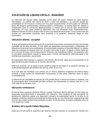 COLECCIÓN DE LÍQUIDO CÉFALO - RAQUÍDEO
La colección del líquido céfalo raquídeo (LCR) debe ser parte integral de cada examen
neurológico. La colecta del mismo se lleva a cabo con facilidad y su examen puede ser
completado en 30 minutos o menos con muy poco equipamiento. El LCR puede ser obtenido
tanto del espacio subaracnoideo atlantooccipital o lumbosacro. El animal debe ser sedado o
anestesiado para la extracción atlantooccipital, a menos que el animal este severamente
deprimido, en cuyo caso, podemos efectuarlo solo con anestesia local. Preferentemente,
debemos extraer el LCR en el sitio mas cercano a la ubicación de la lesión. Si las condiciones del
animal son demasiado precarias para proceder a la sedación, debemos elegir el sitio
lumbosacro.
Ubicación atlanto - occipital
El área apropiada para la penetración de la piel es la línea media, directamente entre los bordes
craneales de las alas del atlas. El sitio debe ser preparado quirúrgicamente y bloqueado con
lidocaína si el animal no es anestesiado. El animal debe colocarse en decúbito lateral. La cabeza
debe ser colocada en ángulo recto con el cuello, horizontal al piso. La aguja a utilizar debe ser
de 6 a 8 cms de largo y la introducimos en dirección a la mandíbula inferior. Un pequeño ruido
es percibido usualmente cuando la aguja pasa a través del ligamento atlantooccipital y las
membranas aracnoide y duramadre.
Es importante estar atentos a cualquier movimiento del animal, dado que la penetración en el
tallo cerebral puede resultar en la muerte del animal.
Debemos avanzar con la aguja cuando estamos seguros de estar en la posición correcta. La
profundidad depende del tamaño del animal, entre 3 a 9 cms.
Si el LCR sale con facilidad y con presión en un chorro, debemos sospechar de edema difuso
cerebral o otras causas de hipertensión intracraneal, si esto pasa, debemos sacar la aguja
inmediatamente.
La liberación de cantidades excesivas de LCR pueden llevar a hernia de cerebro o cerebelo, con
el consecuente daño irreversible del tallo cerebral. Se recomienda no extraer más de 1 cc de
LCR cada 50 kg de peso vivo.
Ubicación lumbosacra
El animal debe sujetarse decúbito lateral o puede intentarse dentro del tubo. El sitio debe ser
preparado quirúrgicamente y bloqueado con lidocaína. Para localizar el sitio apropiado de
penetración debemos palpar una depresión craneal a la tuberosidad sacra. Si el sitio no es
palpable, podemos estimarlo entrando por la línea media, en una intersección imaginaria de esta
con otra que enlace ambas tuberosidades coxales. En los terneros, el espacio palpable entre L5
y L6 puede ser usado.
Análisis del Líquido Céfalo Raquídeo
Dado que el LCR baña la superficie del sistema nervioso central, su composición cambia con
(25)
 