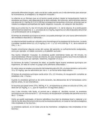 asociando diferentes drogas, cada una de las cuales aporta uno ó más elementos para alcanzar
la inconsciencia, la analgesia y la relajación muscular.-
La xilacina es un fármaco que en el bovino puede producir desde la tranquilización hasta la
anestesia quirúrgica; esto dependerá de la dosis utilizada. Así entonces, administrando xilacina
a la dosis de 0,1 mg/Kg (0,5 ml C/100 Kg) conseguimos tranquilizar al animal, al tiempo que se
instala la analgesia acompañada de ligera relajación muscular, sin adopción del decúbito.-
Esto ocurre entre los 4 y los 10 minutos de la aplicación i. m. de la xilacina. Si a continuación
administramos ketamina e. v. a la dosis de 3,5 mg/Kg, logramos con ello el decúbito del animal
y la profundización de la analgesia.-
El tiempo de anestesia quirúrgica es breve y se puede prolongar con una nueva administración
del anestésico disociativo a demanda.-
La xilacina también puede ser utilizada como monodroga en la anestesia de los bovinos. La dosis
a emplear oscilará entre 0,2 y 0,3 mg/Kg (1 ml - 1 y 1/2 ml C/100 Kg, P. V., de la solución al
2%), i. m..-
Pueden encontrarse algunas zonas del cuerpo del paciente no suficientemente analgizadas,
como por ejemplo: el rodete coronario y el pabellón auricular.-
Hay buena relajación muscular; la anestesia puede extenderse hasta por 40 minuto, no
recomendándose reforzar la dosis de xilacina. En caso necesario podría recurrirse al empleo de
otros fármacos como por ejemplo: ketamina, tiopental o E.G.G..-
En terneros de hasta 2 semanas de edad, es posible lograr buena anestesia quirúrgica con
tiopentona. En ellos el rumen no juega como elemento disturbador.-
En estos casos se emplea una solución del tiobarbiturato al 6,5% y la dosis tentativa varía entre
15 y 22 mg/Kg, que se administra por vía e. v. en forma lenta hasta efecto.-
El tiempo de anestesia quirúrgica oscila entre 10 y 12 minutos y la recuperación completa se
establece a las 2 horas.-
Cuando la anestesia general es de corta duración, las alteraciones de la homeostasis como
dijimos antes, no son dramáticas.-
En bovinos que pesan entre 270 y 360 Kg, P. V., la tiopentona se utiliza en solución al 10%, a la
dosis de 6,6 mg/Kg, e. v., que se inyecta en 10 segundos (bolo).-
Uno ó dos minutos más tarde, el animal cae y adopta el decúbito normal. La anestesia
quirúrgica es de corta duración 5 - 10 minutos y la recuperación completa del paciente ocurre a
las 2 - 3 horas.-
Como ya quedó expresado, el bovino sobrelleva muy bien la anestesia local o regional y en
mérito ha ello describiremos la técnica de la anestesia epidural, sin duda la maniobra analgésica
más empleada en los bovinos.-
La anestesia epidural, es sin duda una de las maniobras analgésicas más empleadas en los
bovinos.-
(36)
 