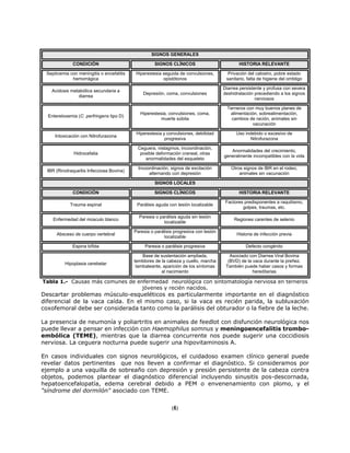 SIGNOS GENERALES
CONDICIÓN SIGNOS CLÍNICOS HISTORIA RELEVANTE
Septicemia con meningitis o encefalitis
hemorrágica
Hiperestesia seguida de convulsiones,
opistótonos
Privación del calostro, pobre estado
sanitario, falta de higiene del ombligo
Acidosis metabólica secundaria a
diarrea
Depresión, coma, convulsiones
Diarrea persistente y profusa con severa
deshidratación precediendo a los signos
nerviosos
Enteretoxemia (C. perfringens tipo D)
Hiperestesia, convulsiones, coma,
muerte súbita
Terneros con muy buenos planes de
alimentación, sobrealimentación,
cambios de ración, animales sin
vacunación
Intoxicación con Nitrofurazona
Hiperestesia y convulsiones, debilidad
progresiva
Uso indebido o excesivo de
Nitrofurazona
Hidrocefalia
Ceguera, nistagmos, incoordinación,
posible deformación craneal, otras
anormalidades del esqueleto
Anormalidades del crecimiento,
generalmente incompatibles con la vida
IBR (Rinotraqueítis Infecciosa Bovina)
Incoordinación, signos de excitación
alternando con depresión
Otros signos de IBR en el rodeo,
animales sin vacunación
SIGNOS LOCALES
CONDICIÓN SIGNOS CLÍNICOS HISTORIA RELEVANTE
Trauma espinal Parálisis aguda con lesión localizable
Factores predisponentes a raquitismo,
golpes, traumas, etc.
Enfermedad del músculo blanco
Paresia o parálisis aguda sin lesión
localizable
Regiones carentes de selenio
Absceso de cuerpo vertebral
Paresia o parálisis progresiva con lesión
localizable
Historia de infección previa
Espina bífida Paresia o parálisis progresiva Defecto congénito
Hipoplasia cerebelar
Base de sustentación ampliada,
temblores de la cabeza y cuello, marcha
tambaleante, aparición de los síntomas
al nacimiento
Asociado con Diarrea Viral Bovina
(BVD) de la vaca durante la preñez.
También puede haber casos y formas
hereditarias
Tabla 1.- Causas más comunes de enfermedad neurológica con sintomatología nerviosa en terneros
jóvenes y recién nacidos.
Descartar problemas músculo-esqueléticos es particularmente importante en el diagnóstico
diferencial de la vaca caída. En el mismo caso, si la vaca es recién parida, la subluxación
coxofemoral debe ser considerada tanto como la parálisis del obturador o la fiebre de la leche.
La presencia de neumonía y poliartritis en animales de feedlot con disfunción neurológica nos
puede llevar a pensar en infección con Haemophilus somnus y meningoencefalitis trombo-
embólica (TEME), mientras que la diarrea concurrente nos puede sugerir una coccidiosis
nerviosa. La ceguera nocturna puede sugerir una hipovitaminosis A.
En casos individuales con signos neurológicos, el cuidadoso examen clínico general puede
revelar datos pertinentes que nos lleven a confirmar el diagnóstico. Si consideramos por
ejemplo a una vaquilla de sobreaño con depresión y presión persistente de la cabeza contra
objetos, podemos plantear el diagnóstico diferencial incluyendo sinusitis pos-descornada,
hepatoencefalopatía, edema cerebral debido a PEM o envenenamiento con plomo, y el
"síndrome del dormilón" asociado con TEME.
(6)
 