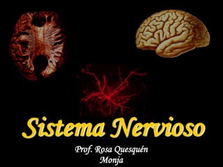 Sistema Nervioso
Prof. Rosa Quesquén
Monja
 